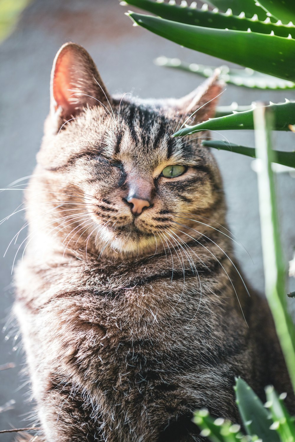 a close up of a cat near a plant