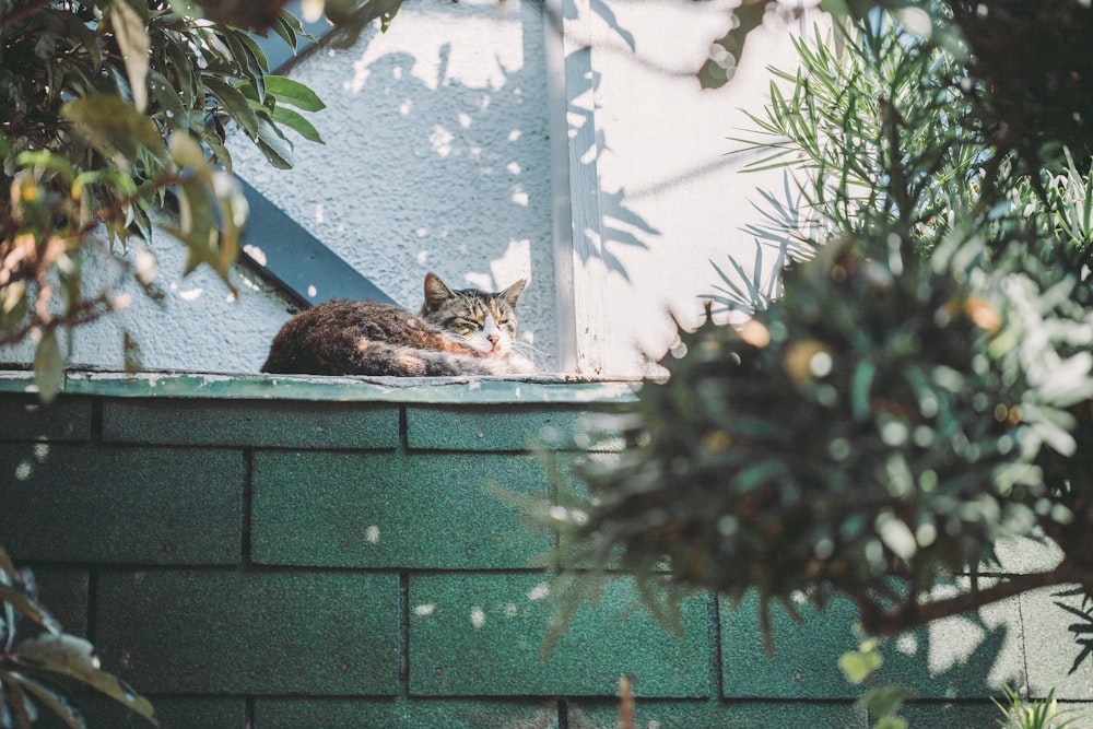 a cat is sitting on a window sill