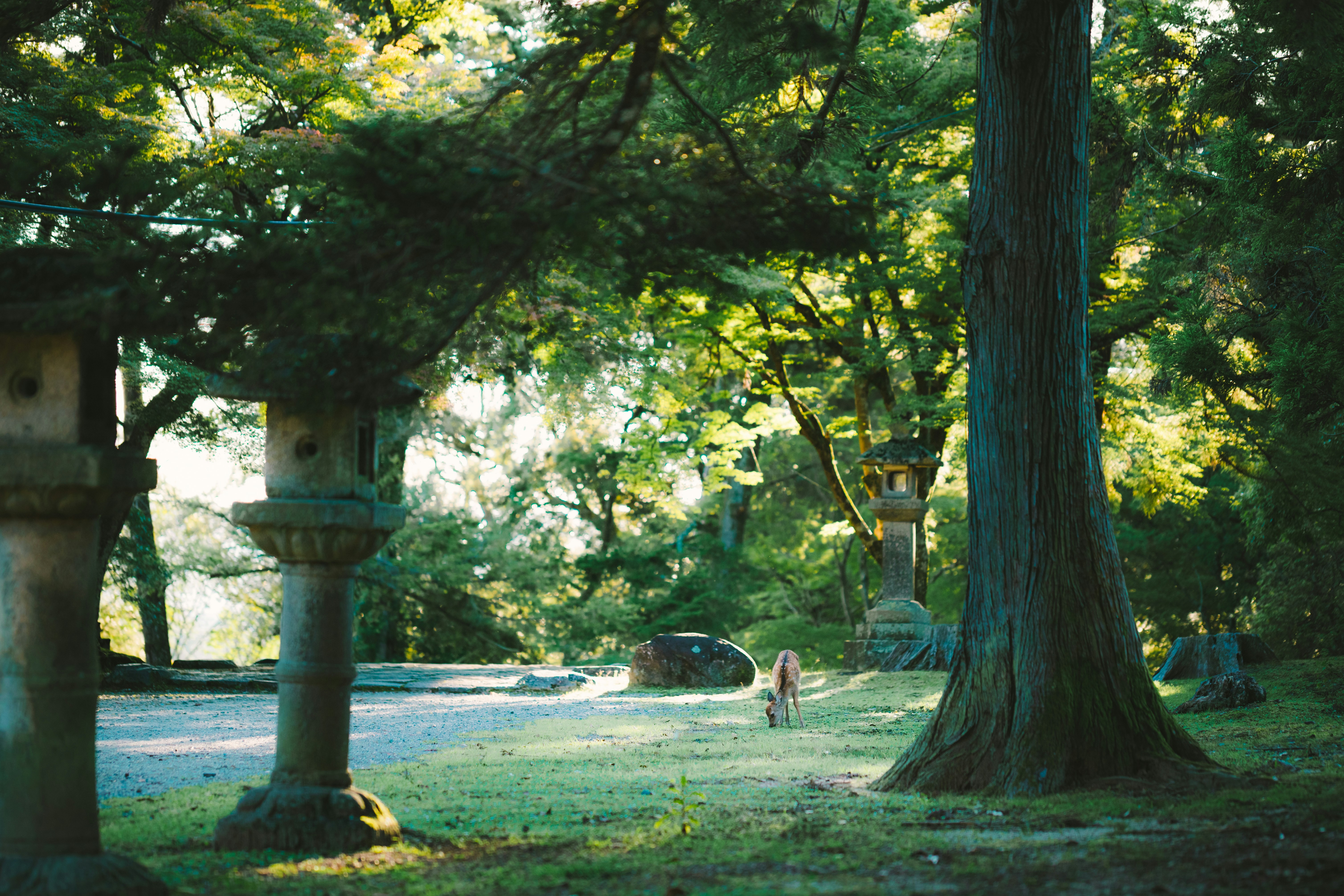 Photo by duongtrungthinh