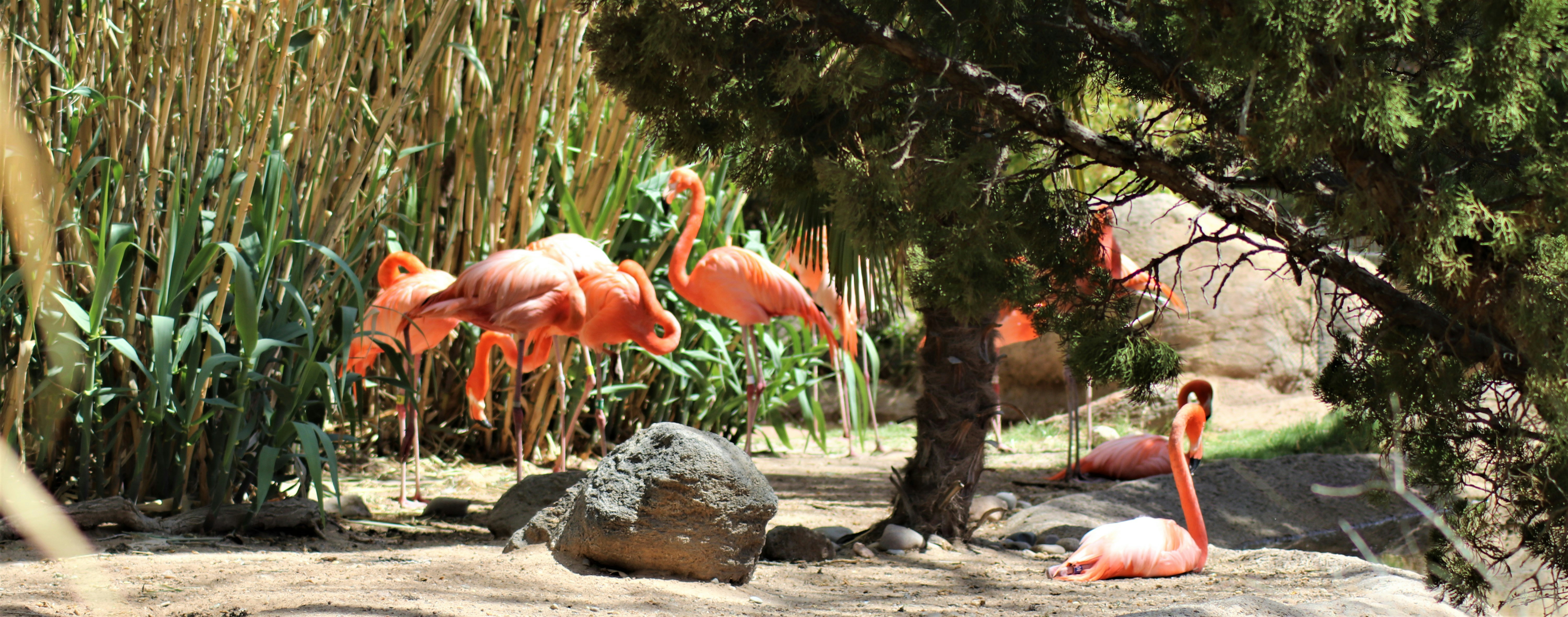 a group of flamingos standing around in a field