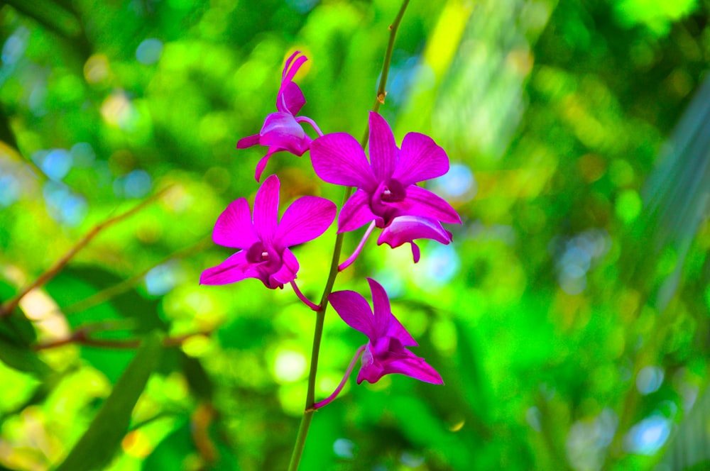 a close up of a purple flower with green leaves in the background