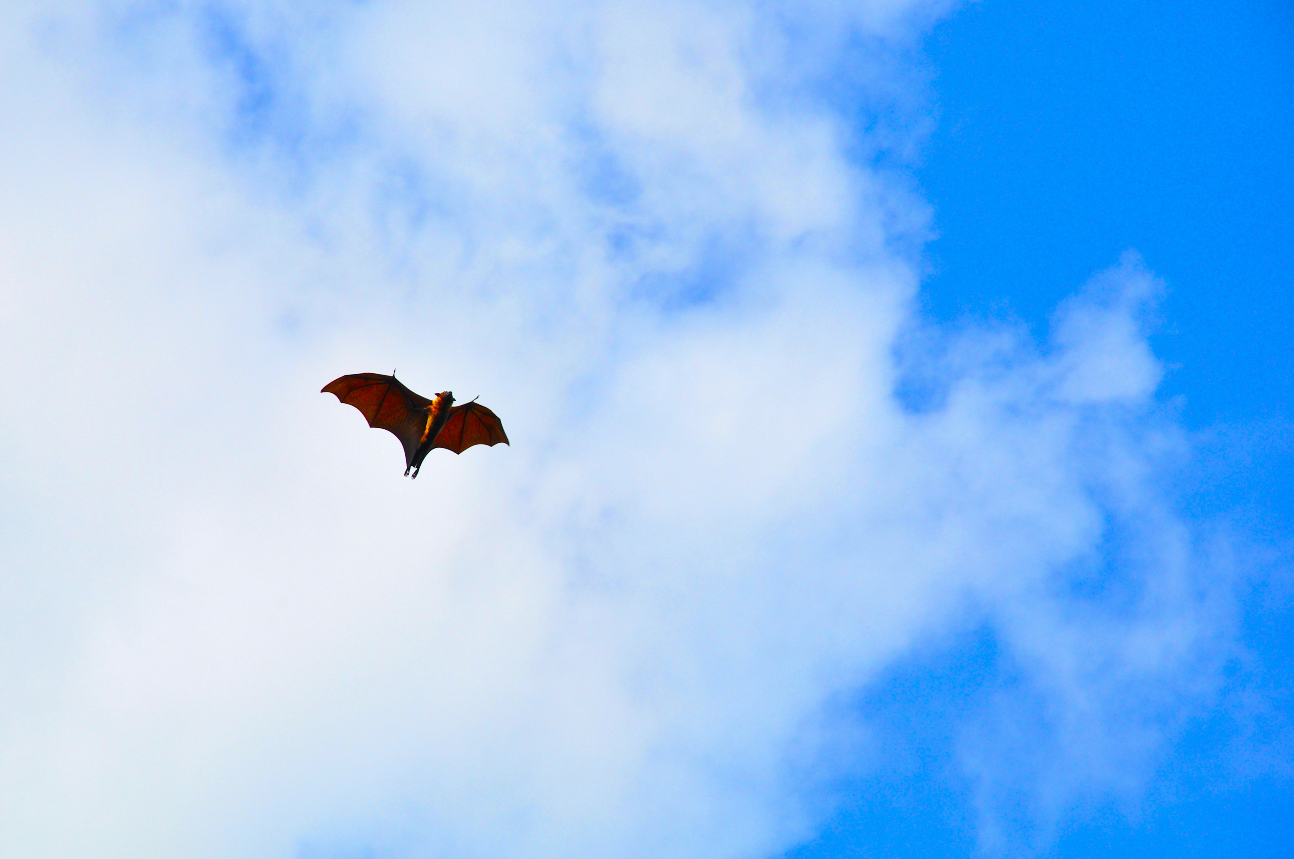 a bird flying through a cloudy blue sky, Wild animals of Sri Lanka