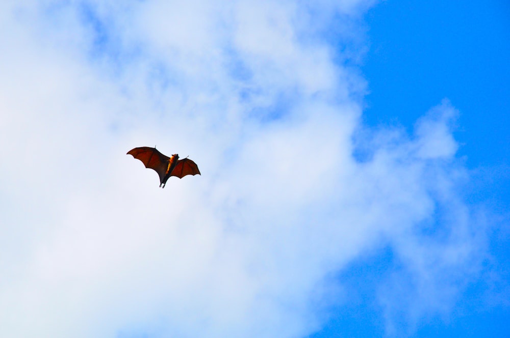 a bird flying through a cloudy blue sky