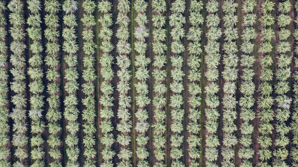 Orchard rows seen from above, running to the horizon