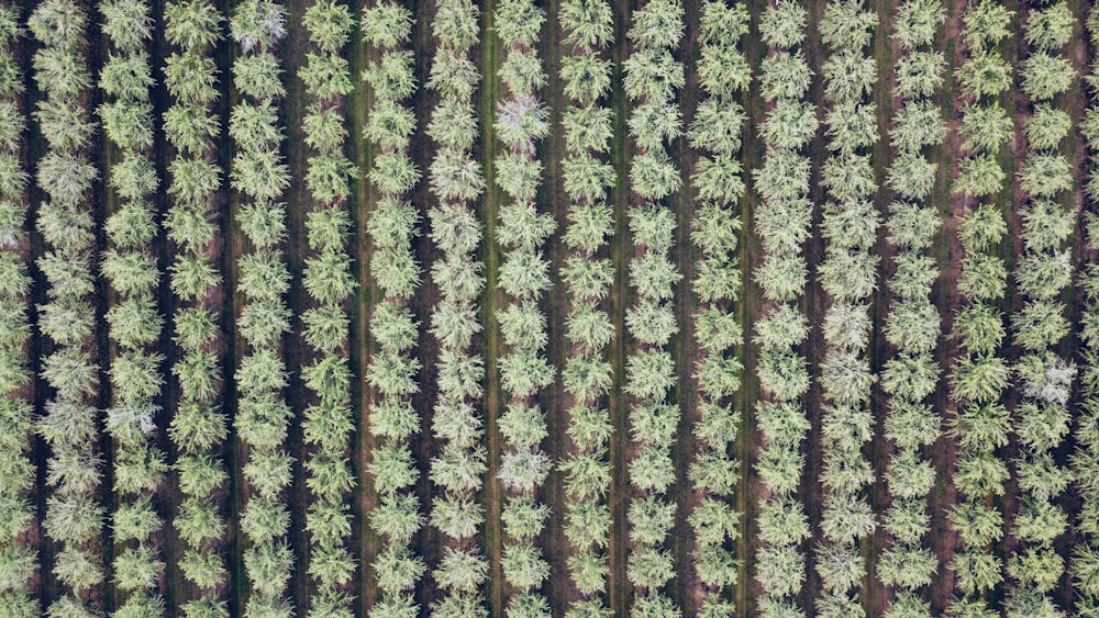 an aerial view of a row of trees