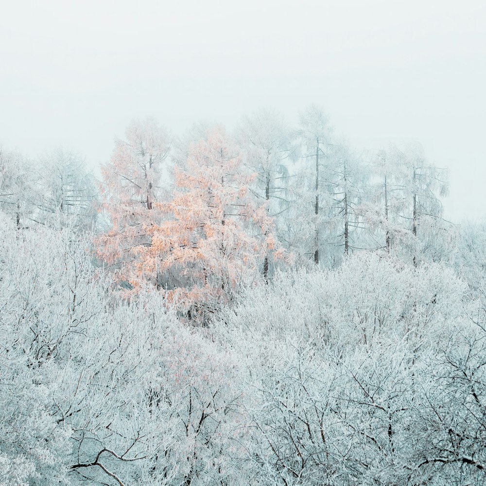 Un bosque cubierto de nieve con árboles al fondo