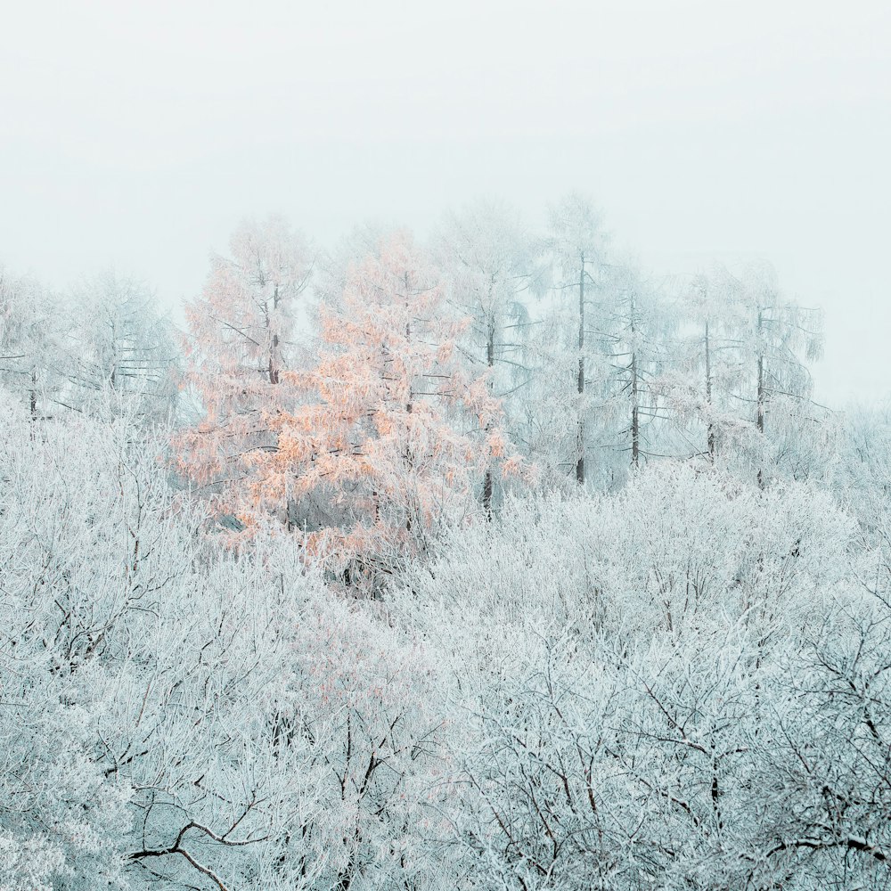 a snow covered forest with trees in the background