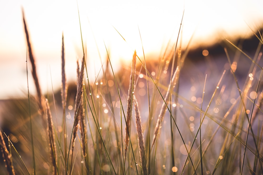 a close up of grass with water droplets on it