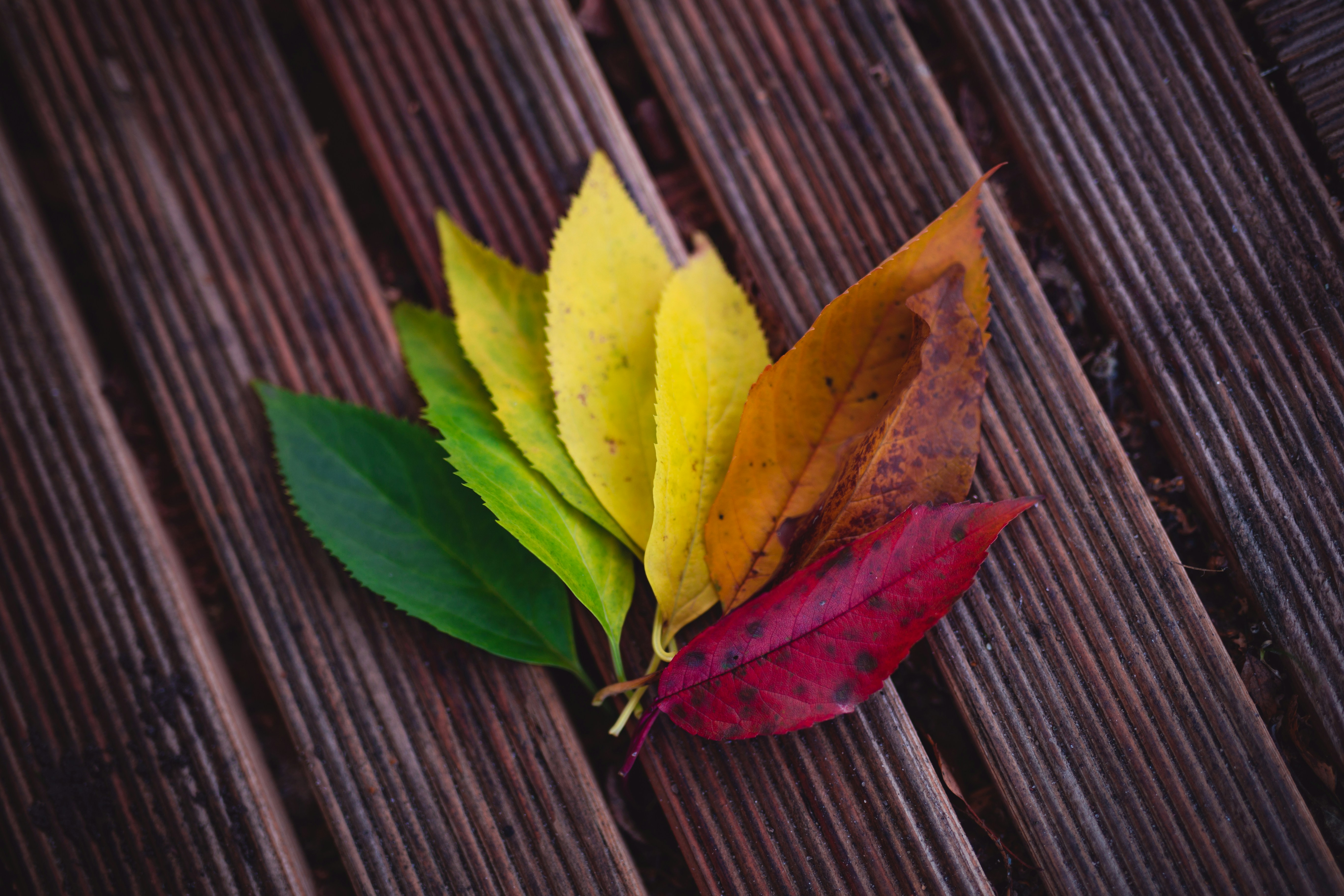 una foglia posata sopra un tavolo di legno