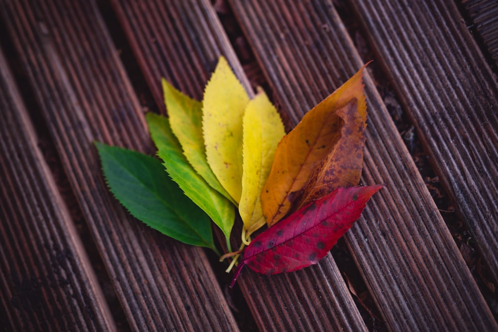 a leaf laying on top of a wooden table