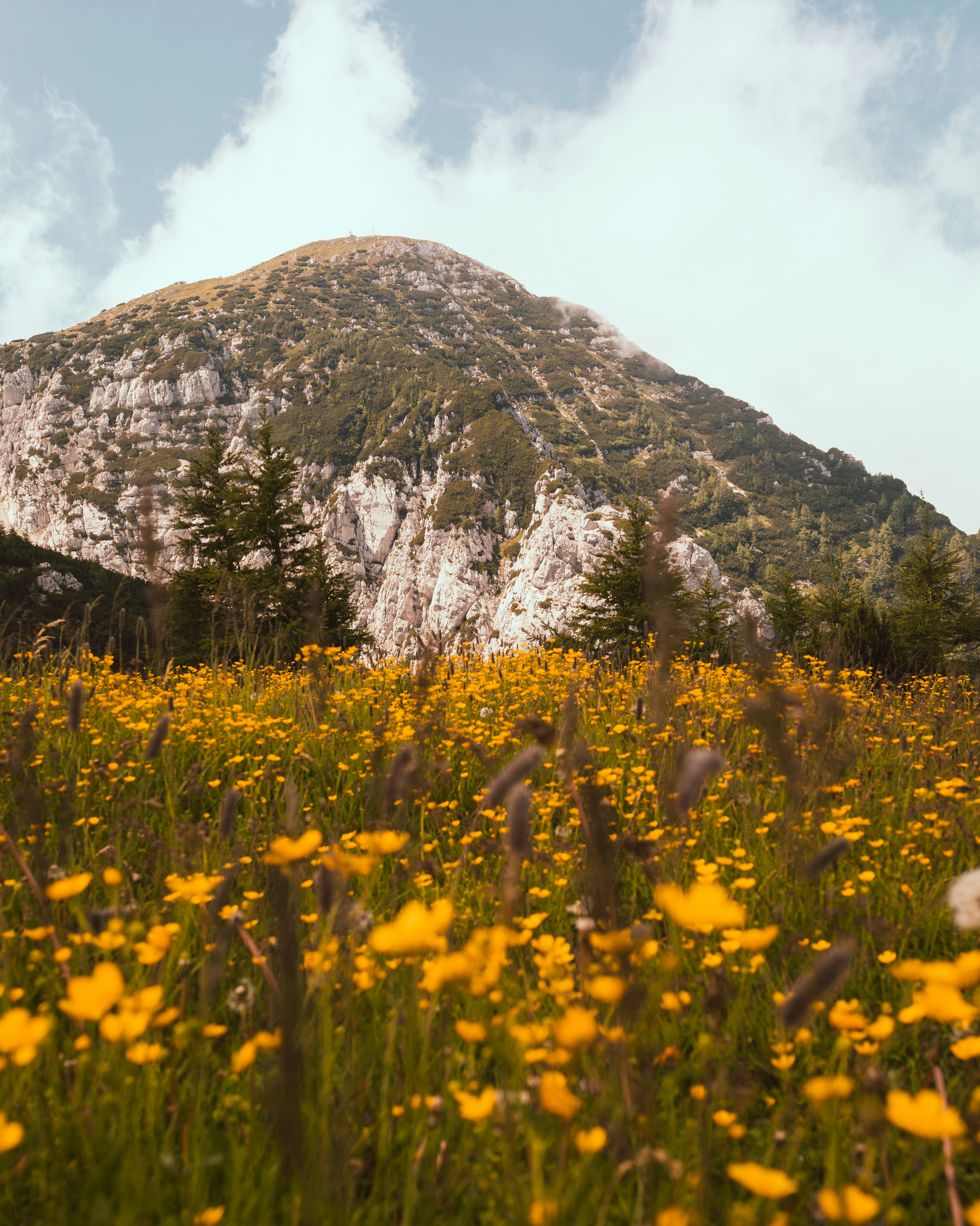 a field of yellow flowers with a mountain in the background