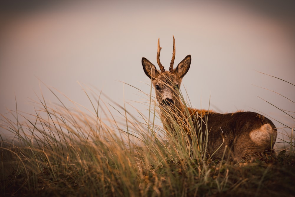 a deer is standing in the tall grass