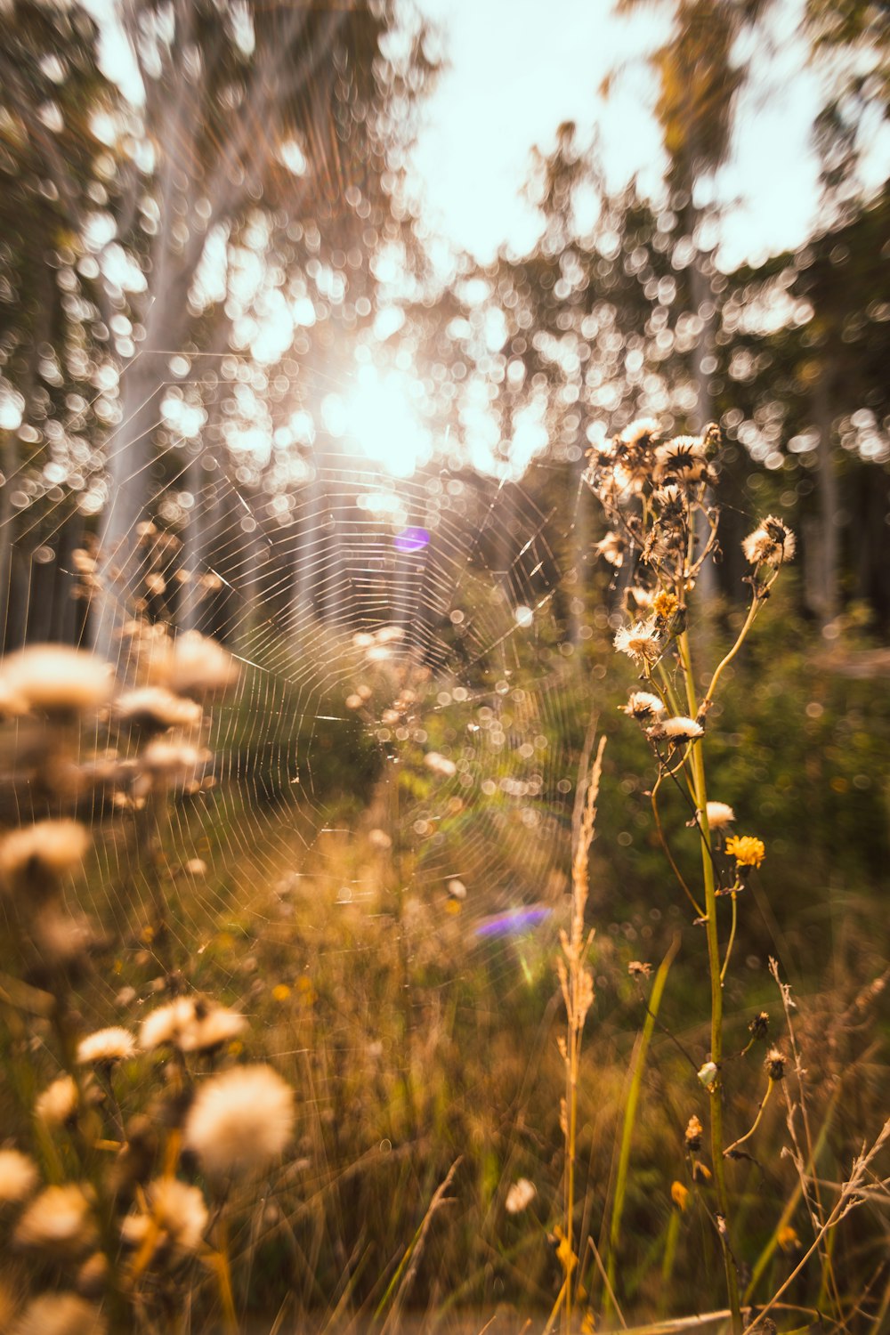 a spider web in the middle of a field