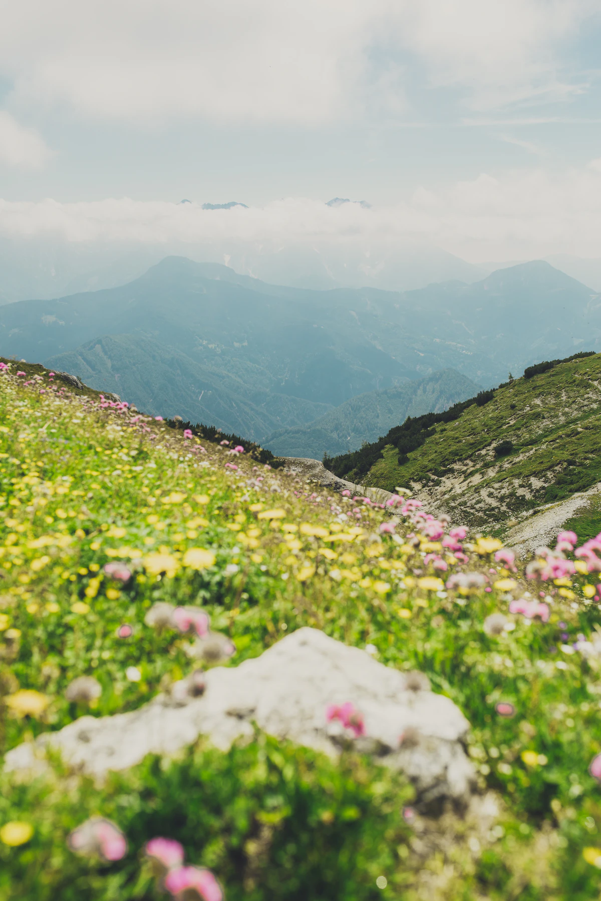 Fleurs sauvages en montagne