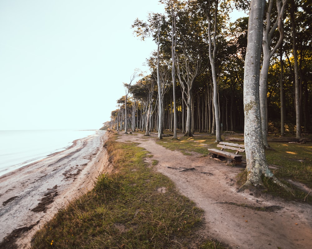 a dirt path next to a forest filled with trees