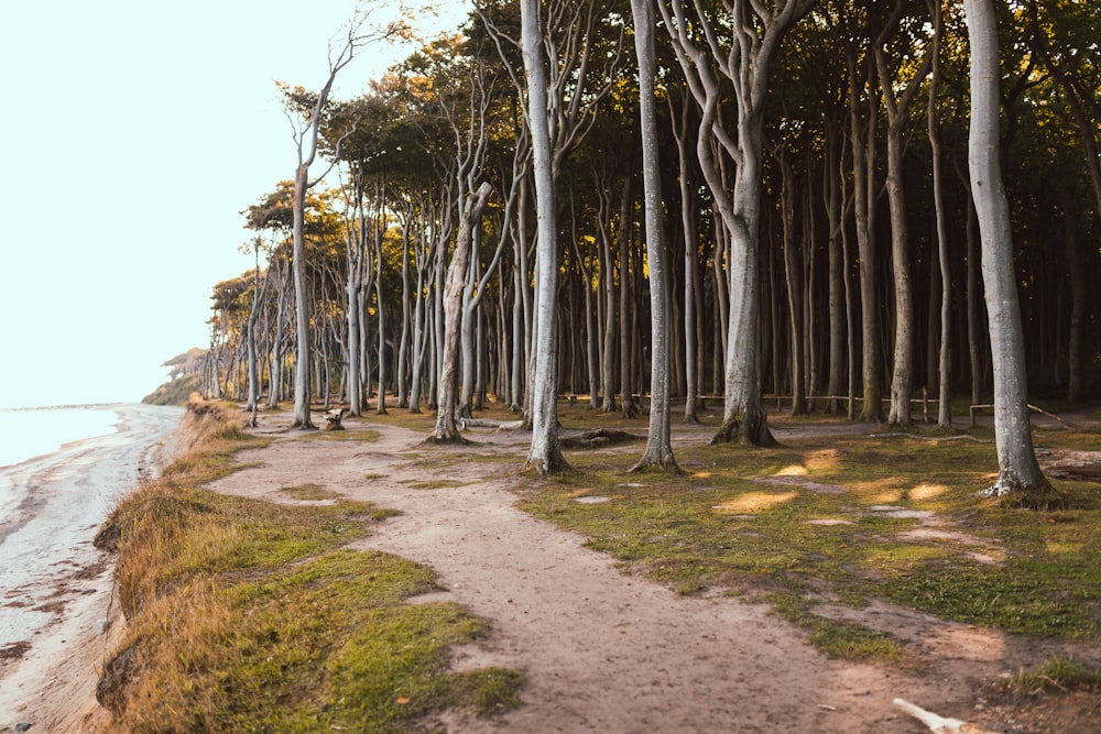 a path in the woods leading to the beach