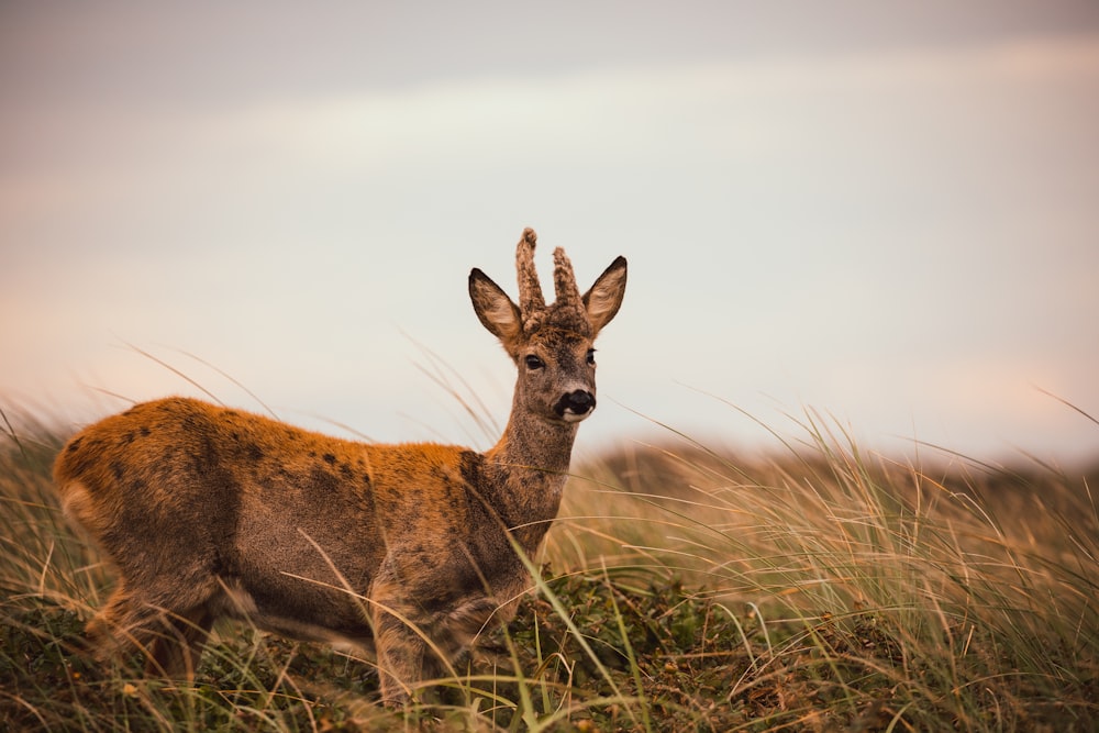 a deer standing in a field of tall grass