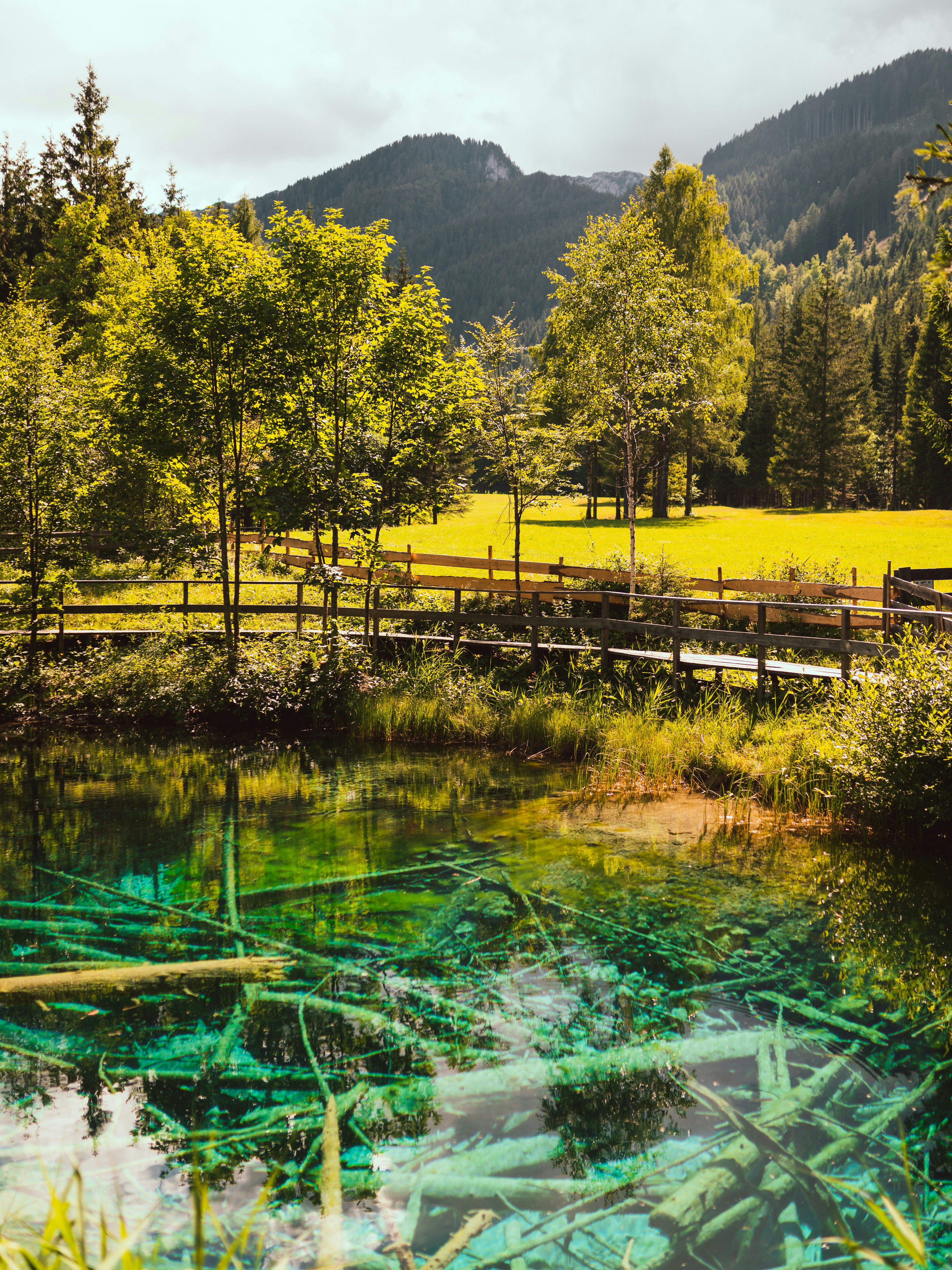 a pond surrounded by trees and a wooden fence