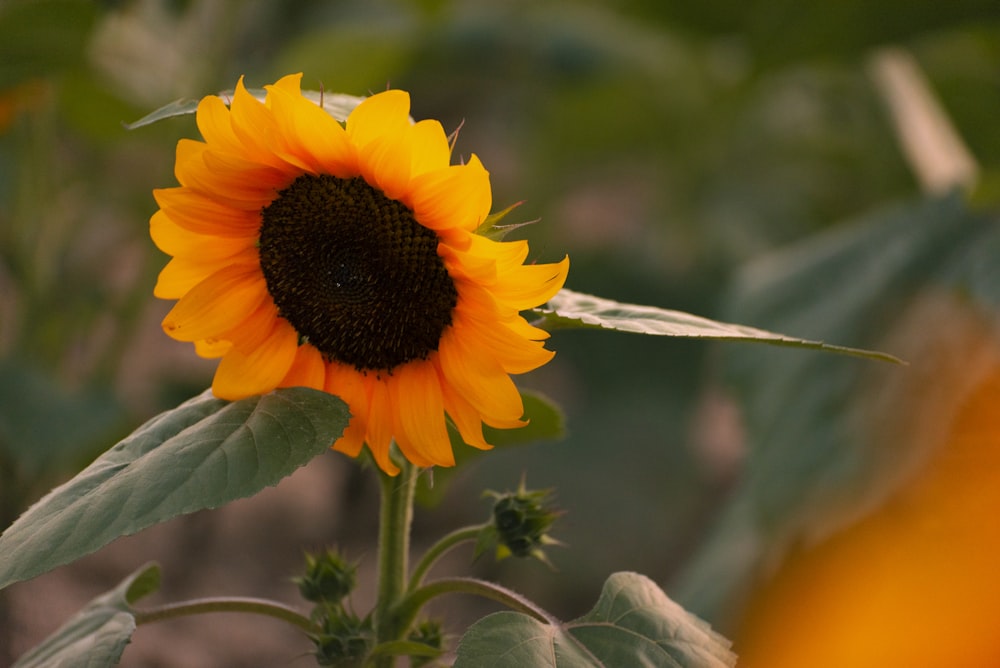 a large yellow sunflower with green leaves