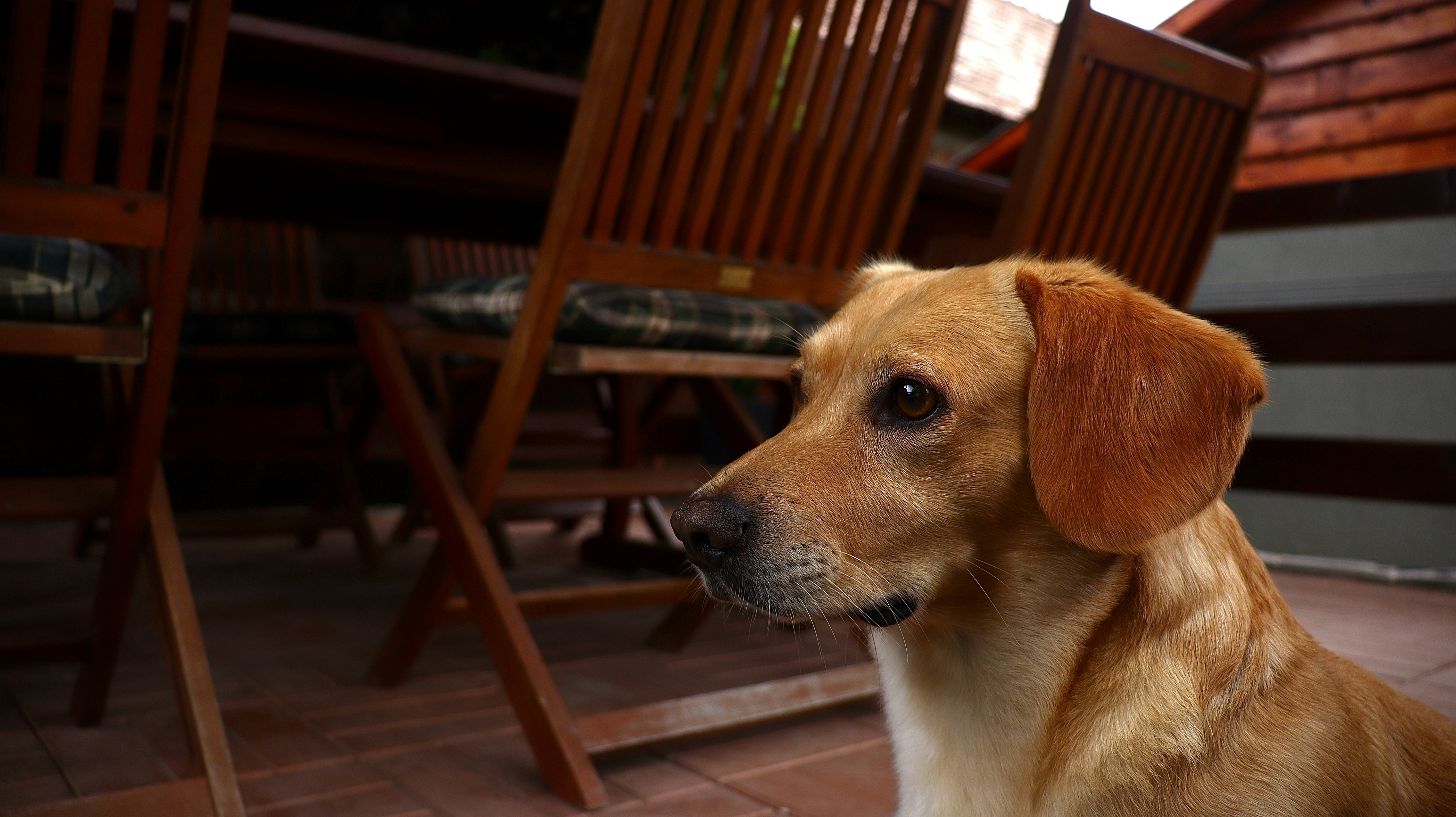 a brown dog sitting on top of a wooden floor