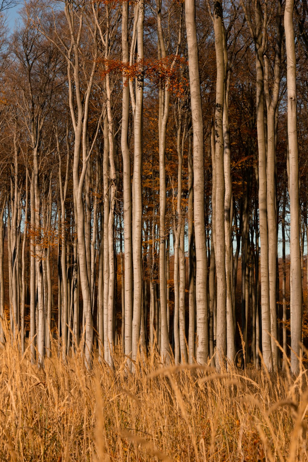 a row of tall trees in a forest