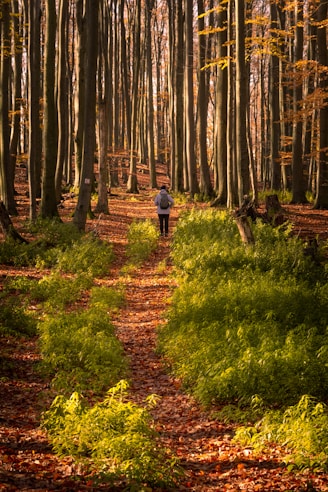 a person walking down a path in the woods