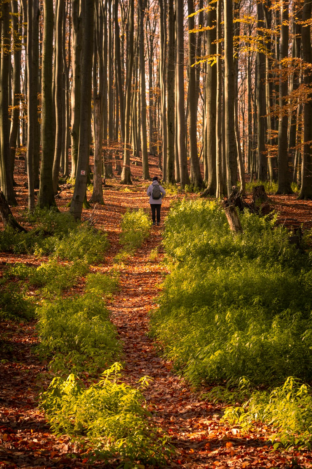 a person walking down a path in the woods