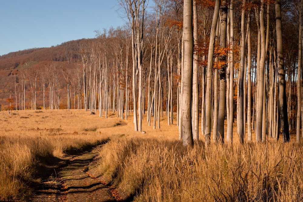 a dirt path in the middle of a field surrounded by tall trees