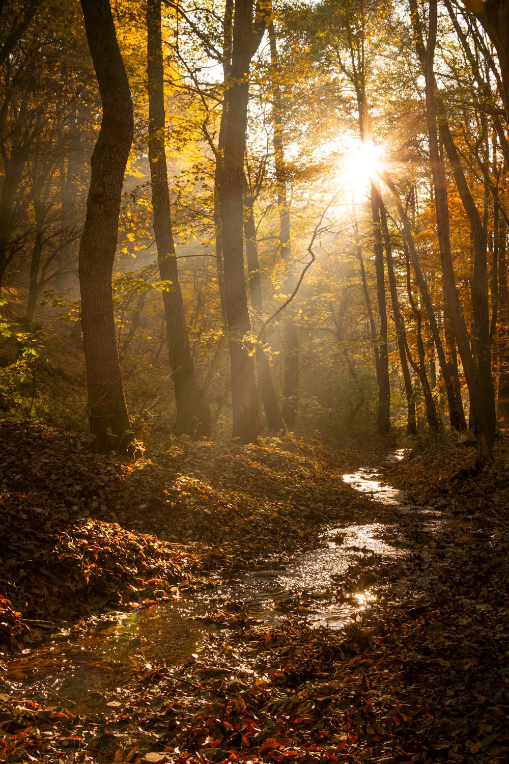 the sun shines through the trees in the woods