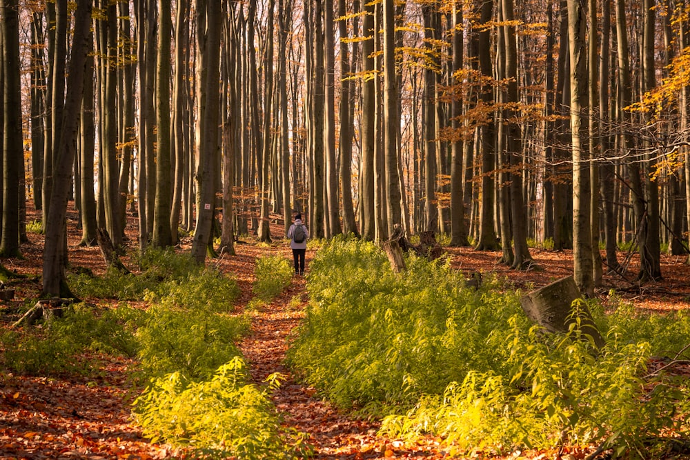 a person walking through a forest with lots of trees