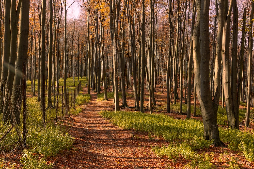 a dirt path in the middle of a forest