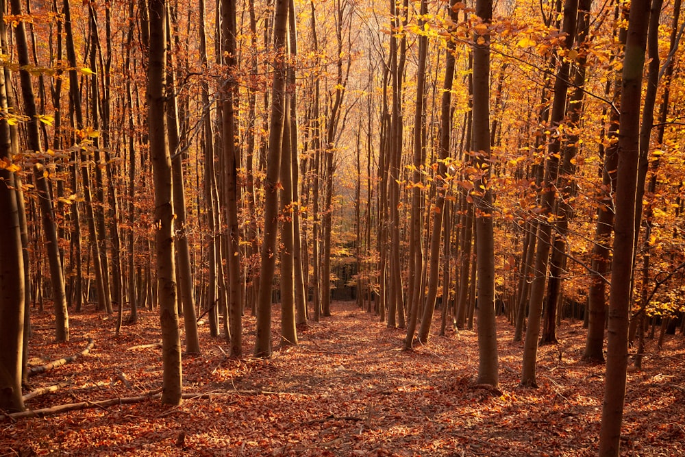 Ein Wald mit vielen Bäumen, die mit Blättern bedeckt sind