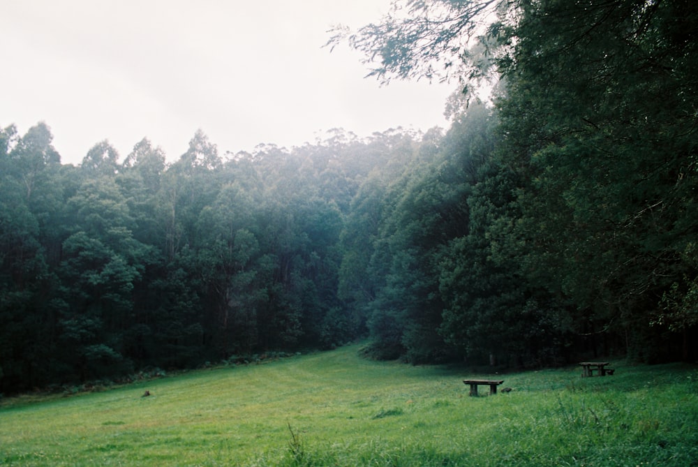 a grassy field with benches in the middle of it