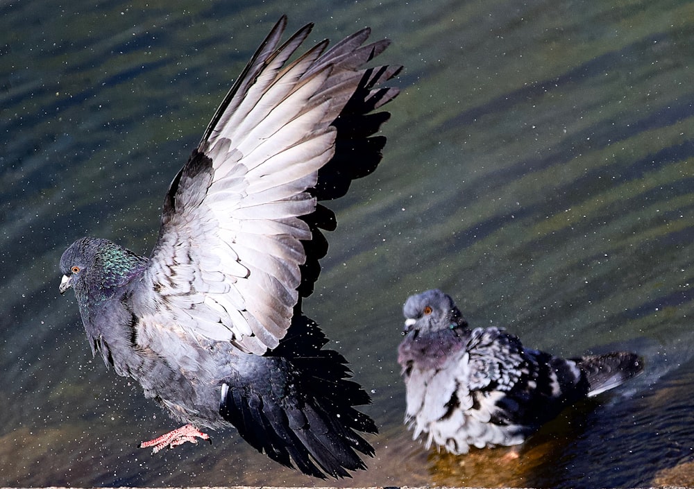 a black and white bird landing on a body of water