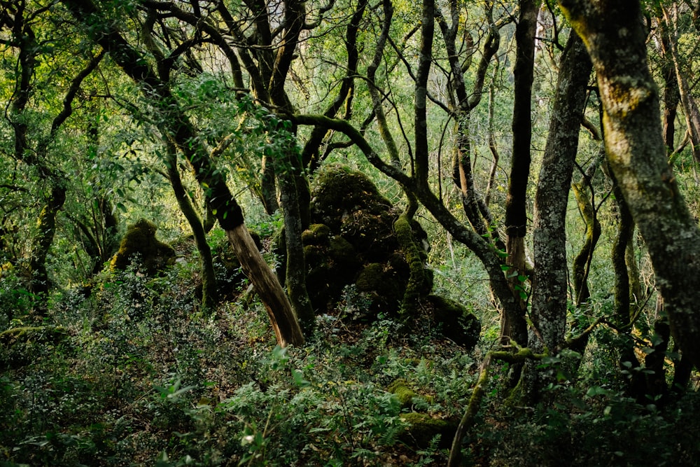 a large rock in the middle of a forest