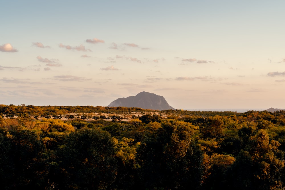 a mountain in the distance with trees in the foreground