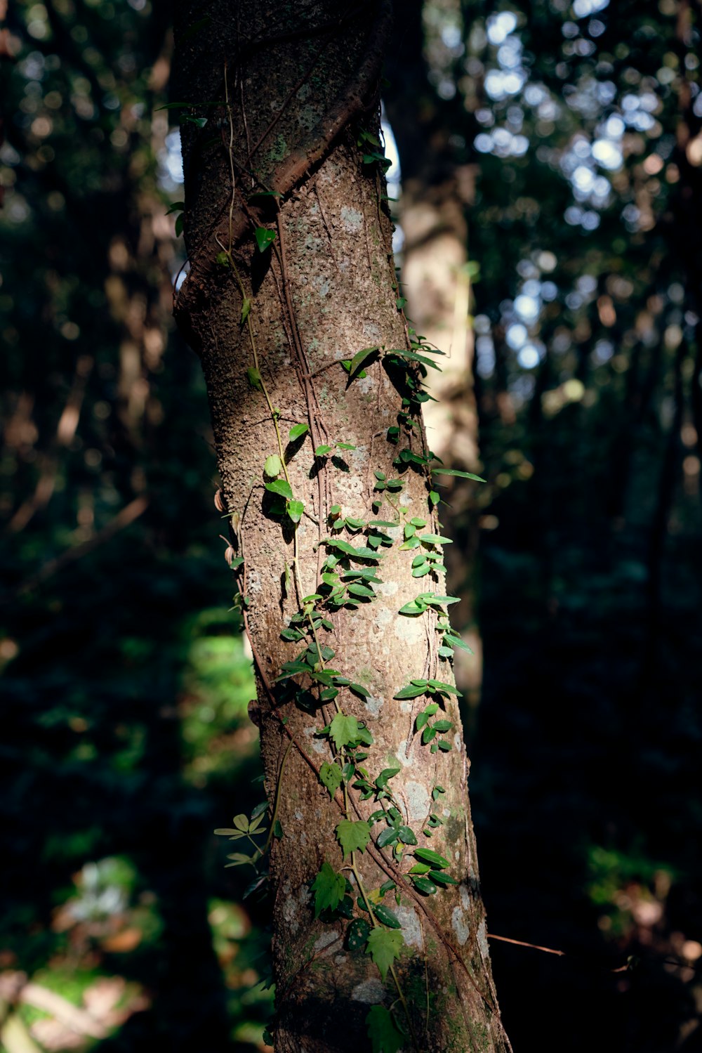 a tree with vines growing on it in the woods