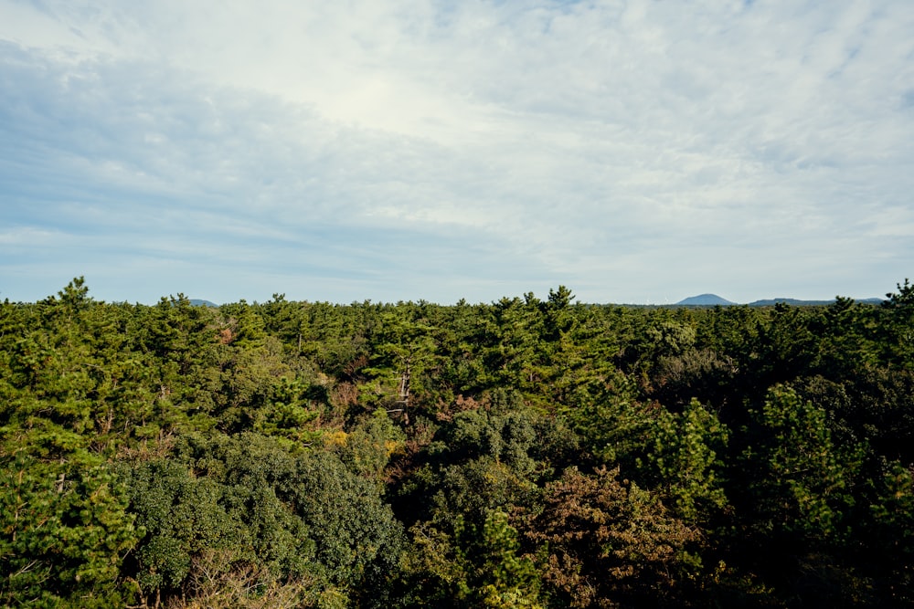 a forest filled with lots of trees under a blue sky