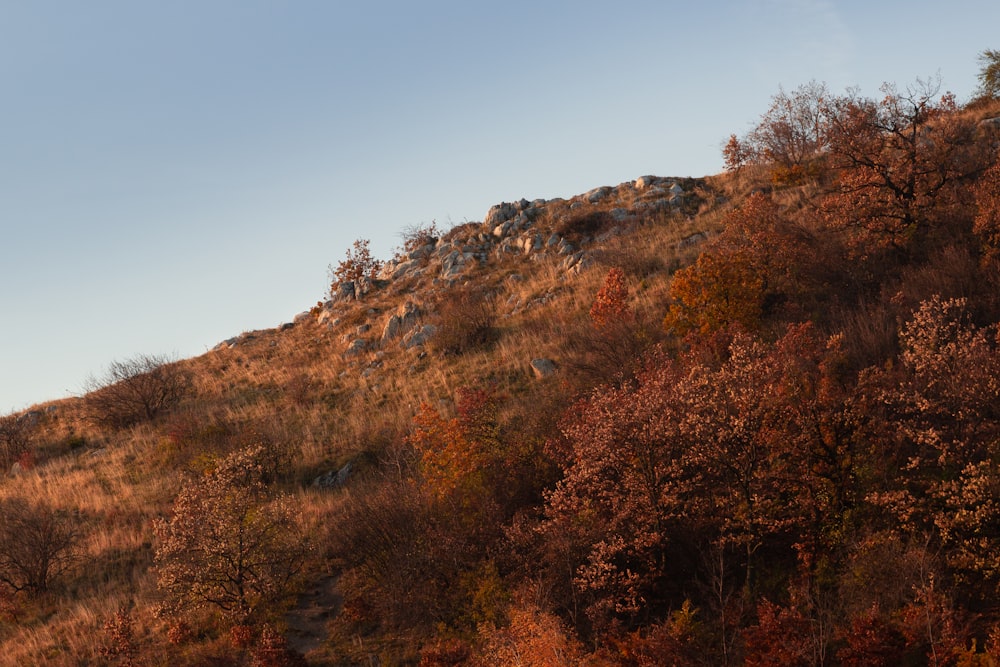 a hill covered in lots of trees next to a forest