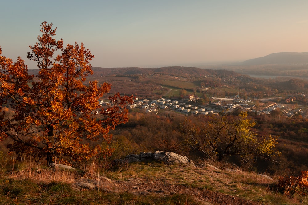 a small tree on a hill overlooking a town