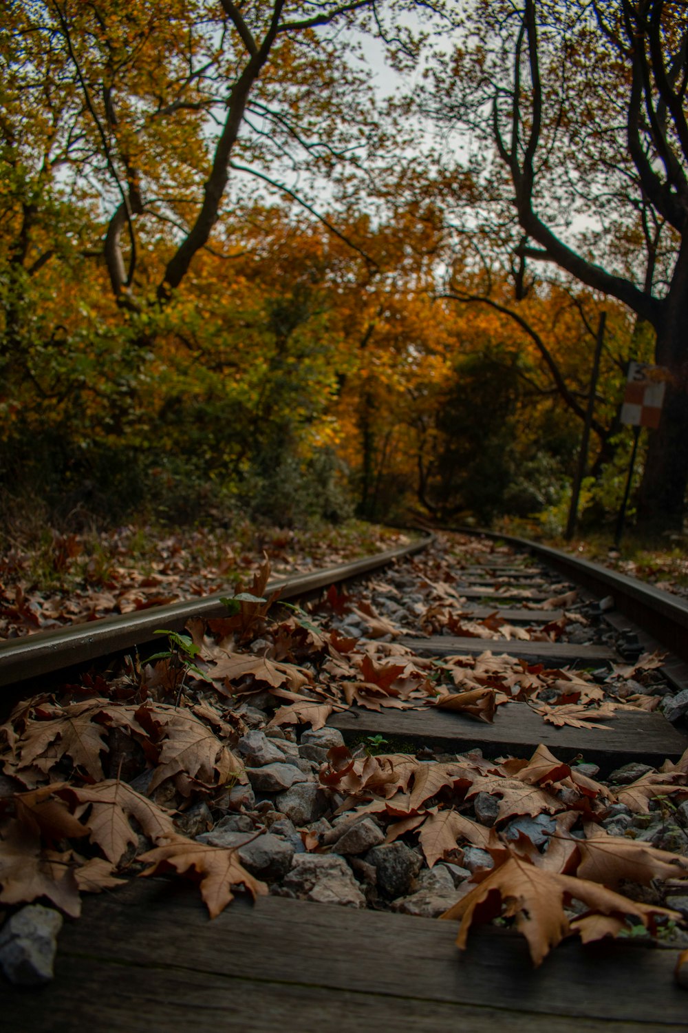 une voie ferrée avec des feuilles au sol