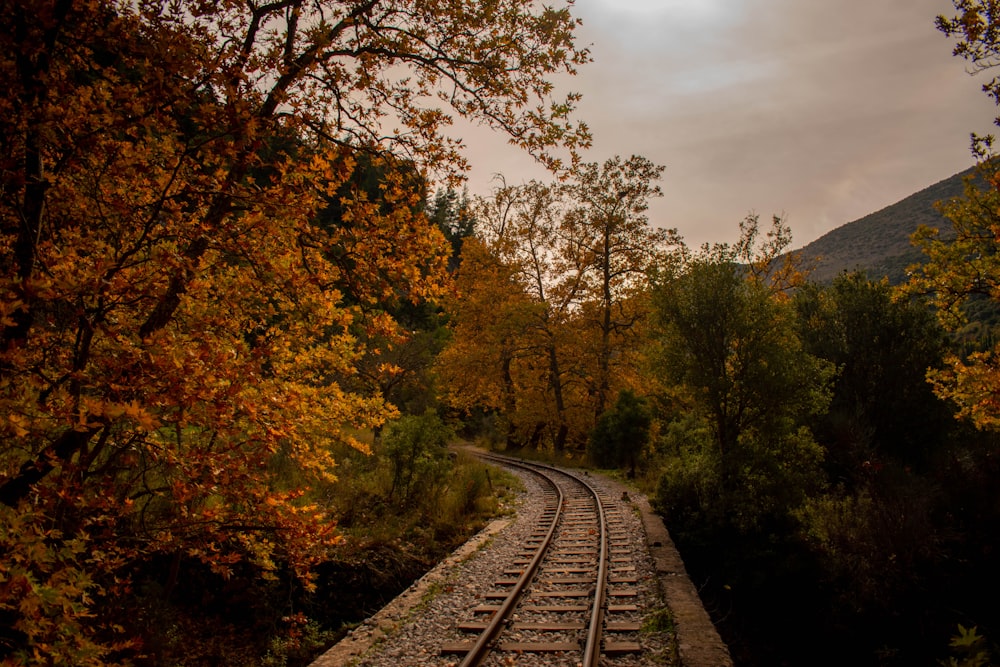 a train track running through a forest filled with trees