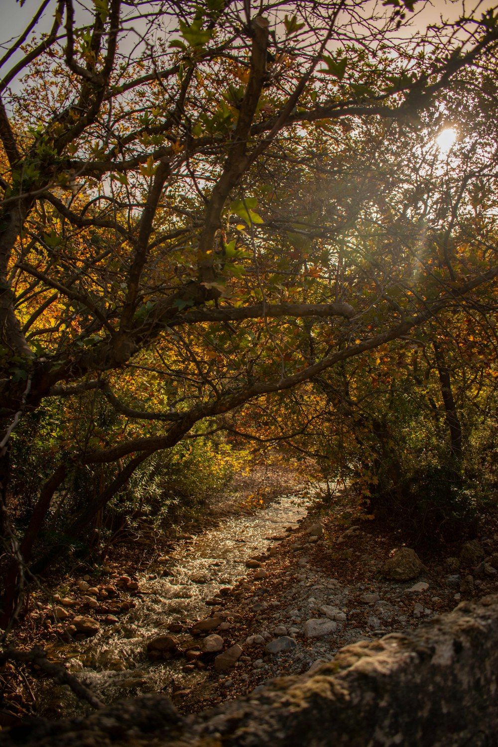 the sun shines through the trees on a path