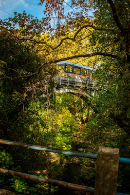 A blue and white train crosses a metal bridge surrounded by dense autumn foliage. The scene is framed by vibrant green and yellow leaves, with branches arching overhead. A weathered, rusty railing is visible in the foreground, adding depth to the lush landscape.