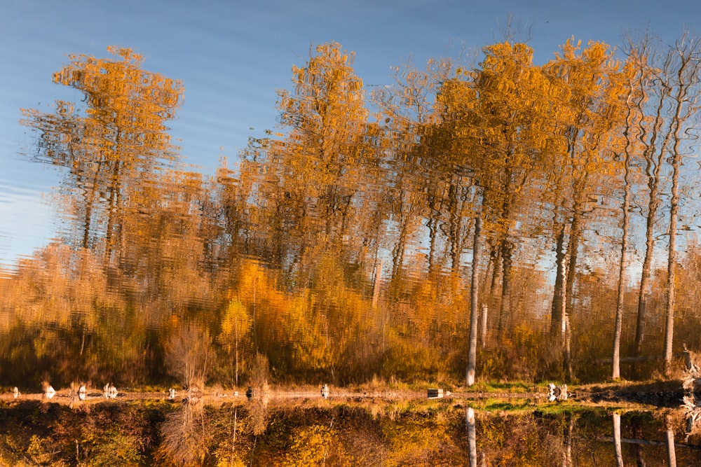 a group of trees that are next to a body of water