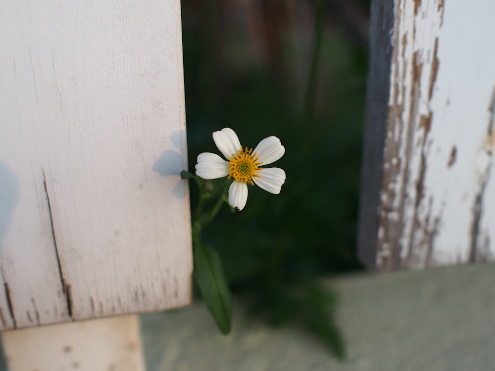 a white flower with a yellow center in front of a wooden fence