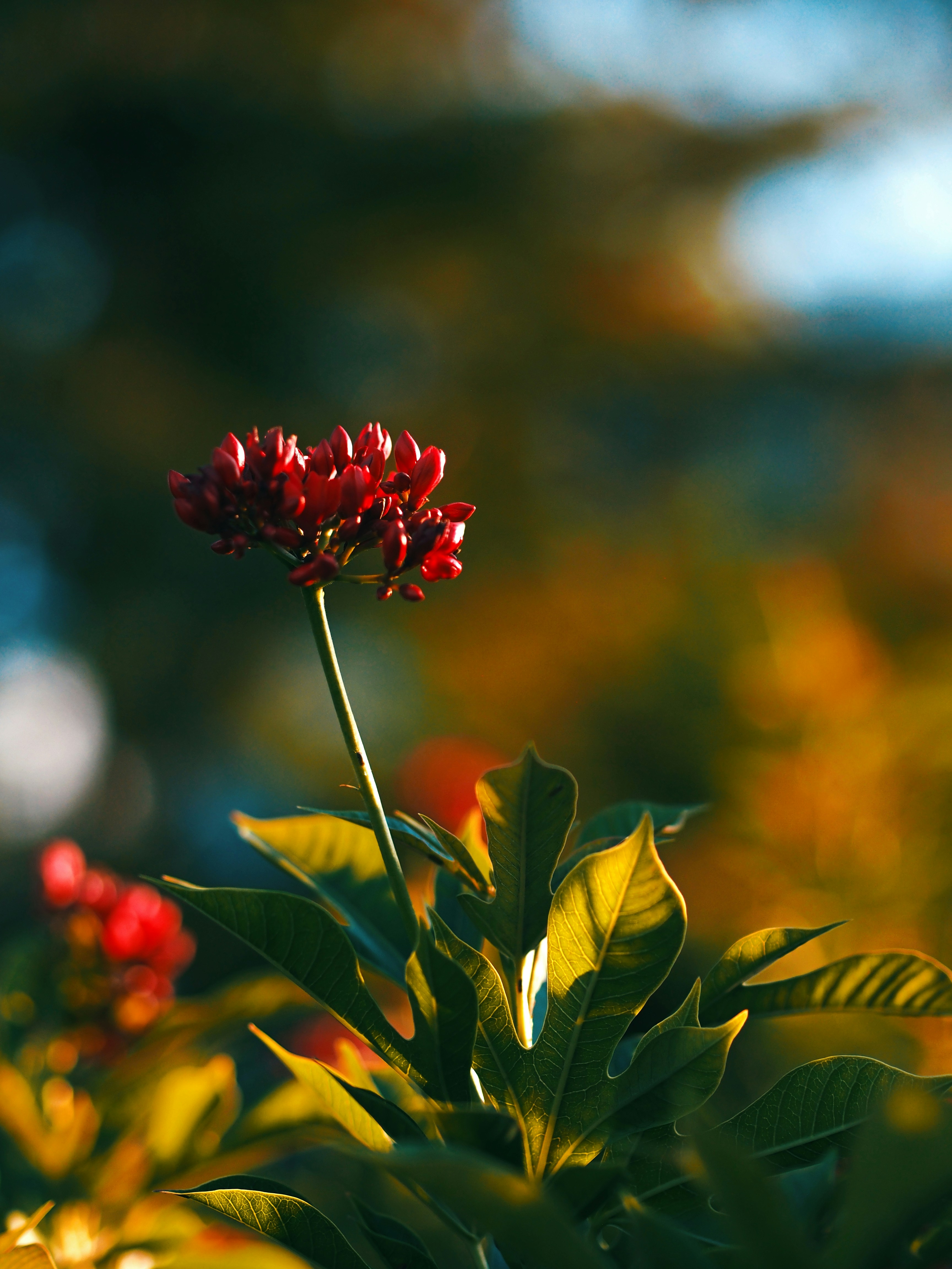 Photo by haimourinho