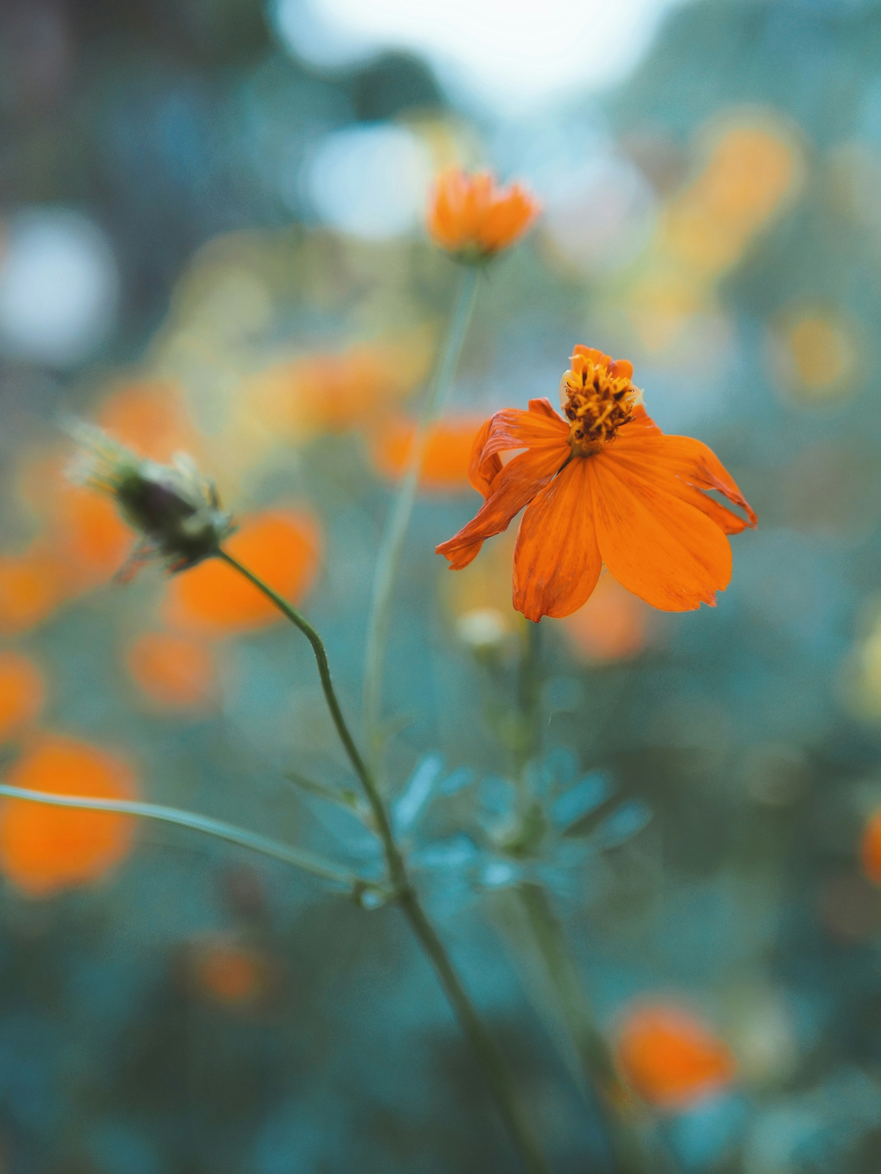 Photo by haimourinho