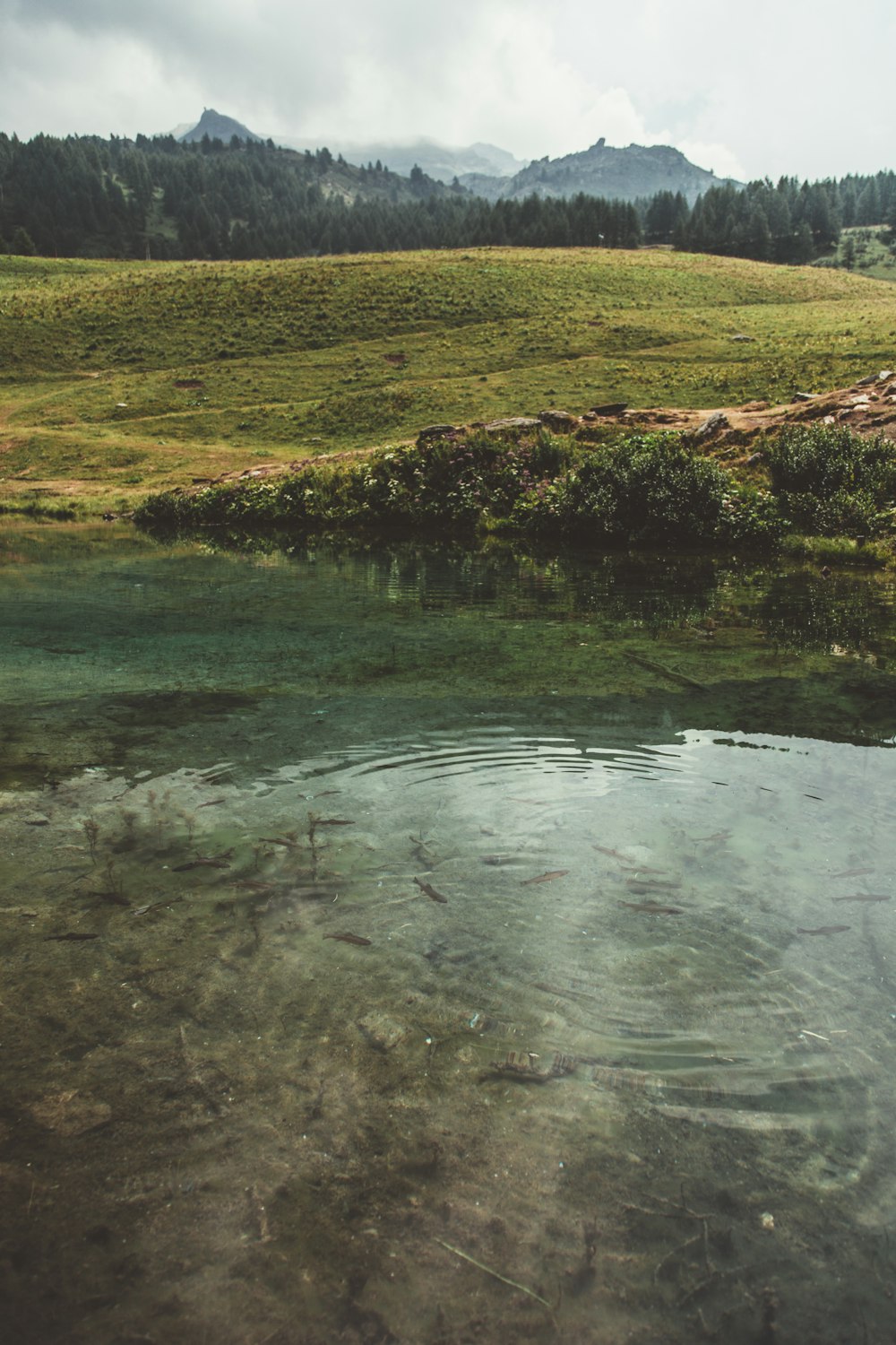 a body of water surrounded by a lush green field