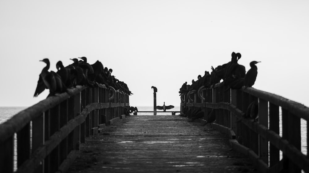 a flock of birds sitting on top of a pier
